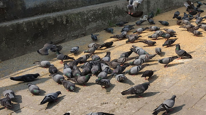 Nuisance Created by Feeding Birds on Balcony
