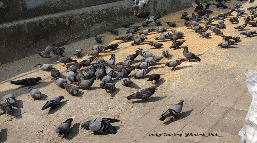 Nuisance Created by Feeding Birds on Balcony